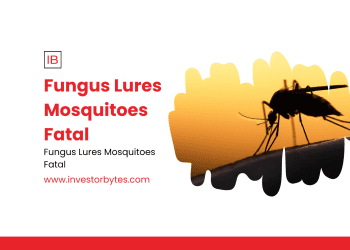 Fungus Lures Mosquitoes Fatal