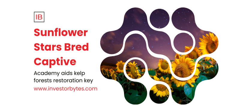 Sunflower Stars Bred Captive